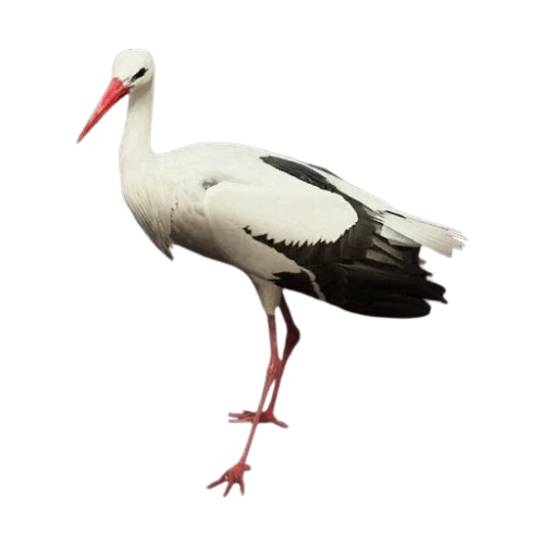Oriental Stork